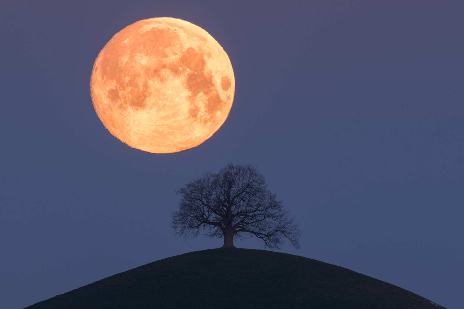 Mondbaum