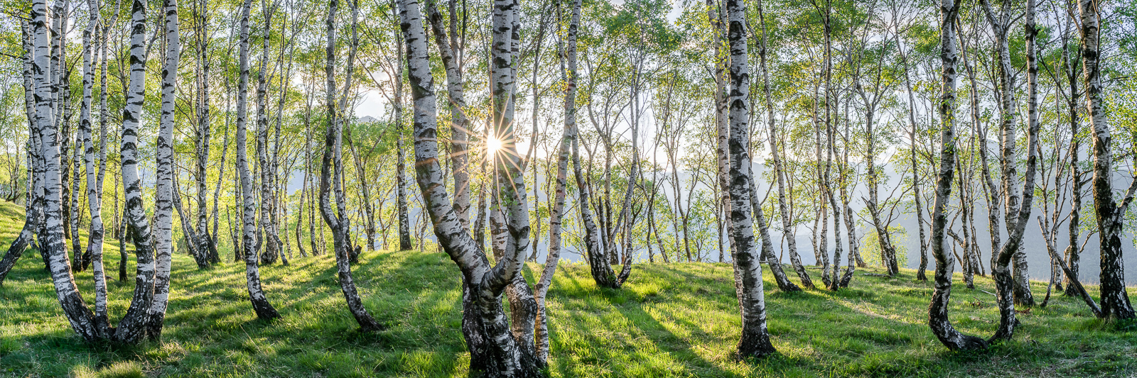 Frühling im Birkenwald