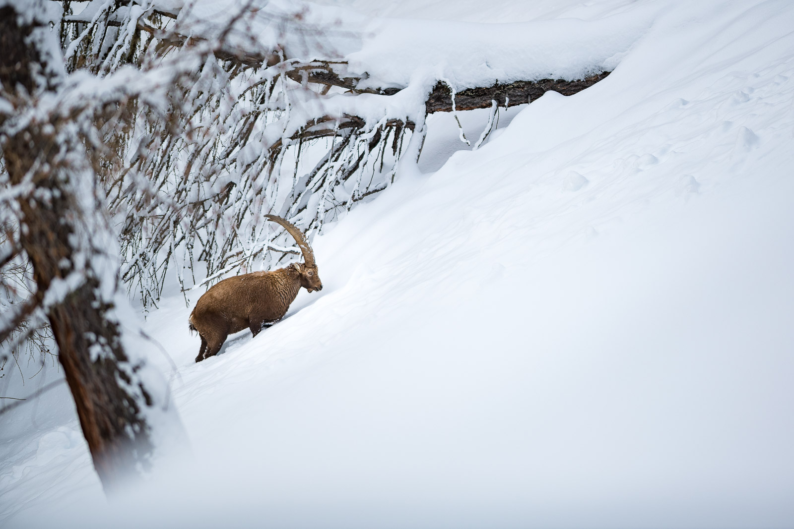 Steinbock im Lebensraum