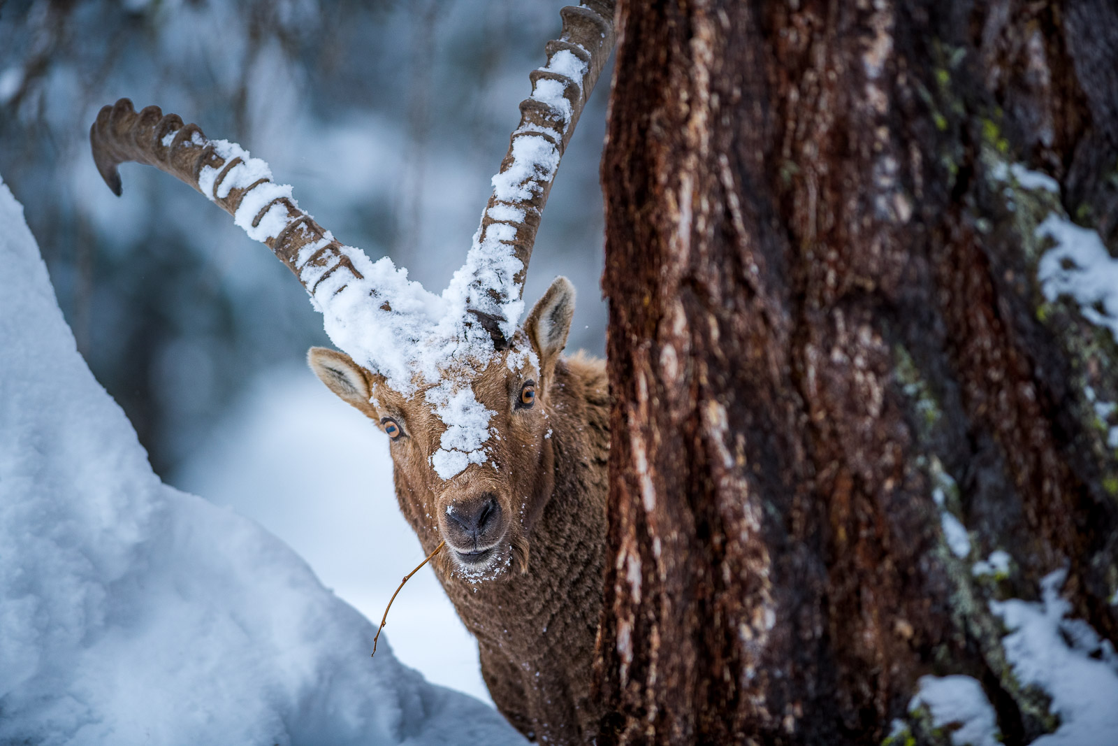 Steinbock im Winter