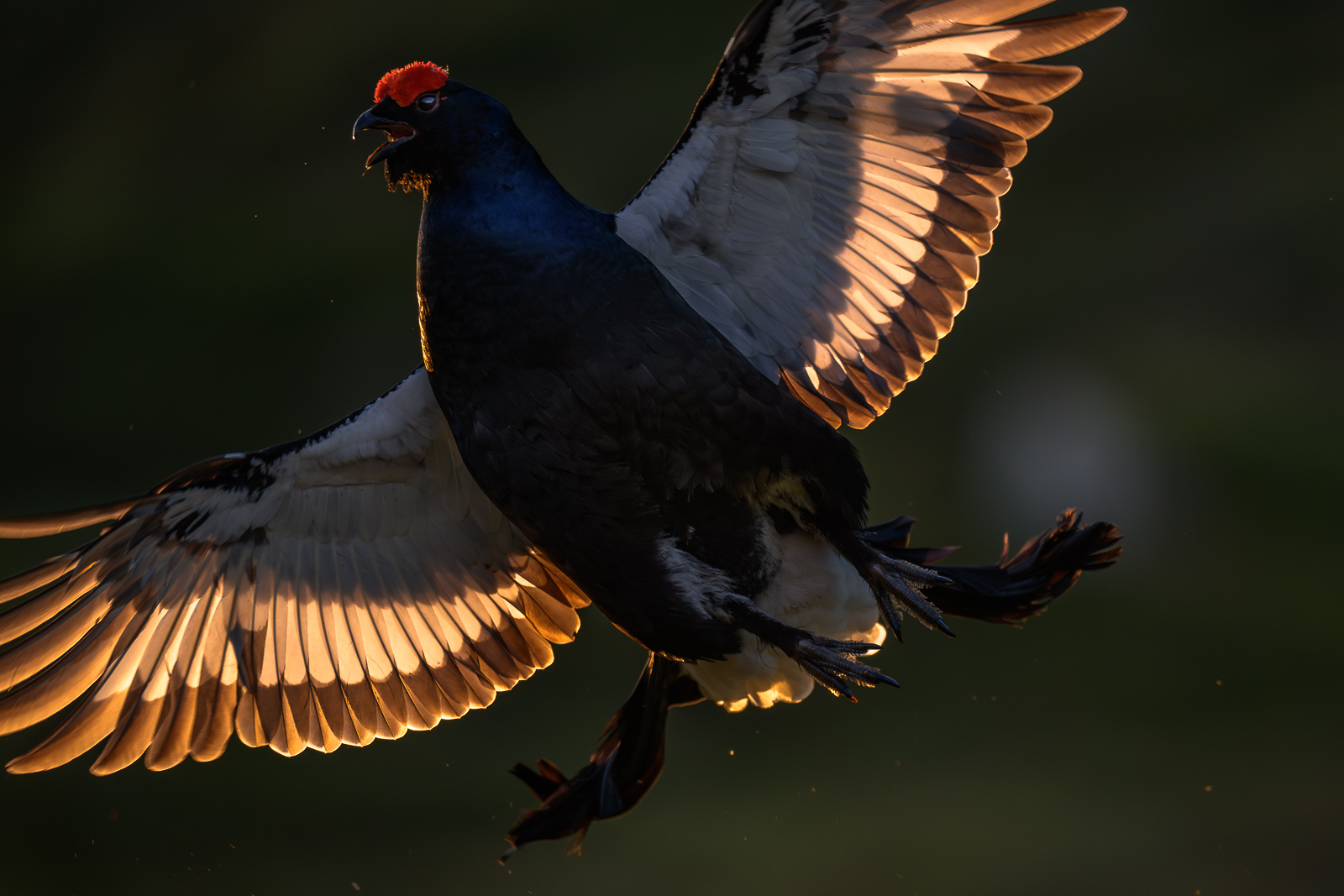Birkhahn