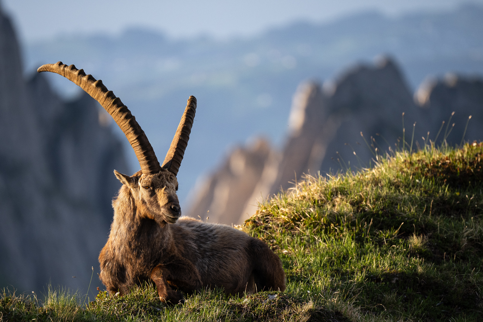 Steinbock