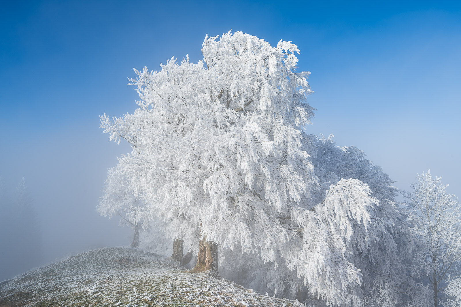 Im Land der Eisbäume
